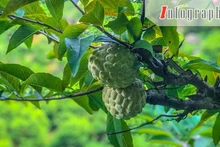 [Infographie] La pomme cannelle de Chi Lang - spécialité de Lang Son