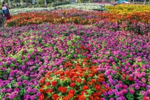 Une vallée de fleurs au sein de Hanoï