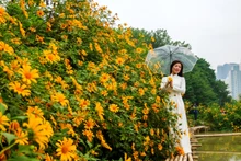 Des tournesols sauvages au sein de Hanoï