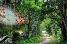 Les 8 plus belles forêts primaires du Vietnam
