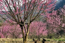 Bat Xat est doté d’un paysage majestueux et sauvage. Photo: Laocaitourism.vn