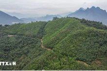 La partie vietnamienne a achevé le transfert de 10,3 millions de tonnes de CO2 à la Banque mondiale et a reçu 51,5 millions de dollars. Photo: VNA