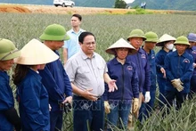 Le Premier ministre Pham Minh Chinh (4e à partir de la gauche) visite la ferme d’ananas de Dông Giao de Doveco, à Ninh Binh, le 28 mai. Photo : VNA.