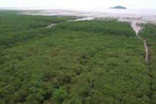 Le développement des forêts et des écosystèmes contribuera à améliorer l'absorption des gaz à effet de serre. Photo : VietnamPlus.