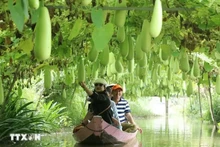 L'agrotourisme, englobant des activités liées à l’agriculture, aux agriculteurs et aux paysages ruraux, est un type de tourisme innovant offrant des expériences immersives, divertissantes et éducatives, de plus en plus prisé. Photo : VNA.