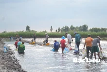 Récolte de crevettes à une coopérative dans la province de Bac Liêu. Photo : https://www.baobaclieu.vn/