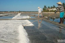 Les champs de sel traditionnels de Sa Huynh. Photo: NDEL