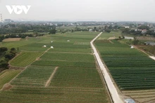 La ville de Dong Trieu possède plus de 260 hectares de culture de fleurs et de plantes ornementales pour le Têt, la commune de Binh Khe en possède à elle seule 185 hectares. Photo: VOV