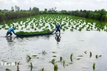 Les agriculteurs de Cà Mau cultivent des plants de riz dans une zone d’élevage de crevettes. Photo : VNA.