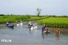 Un modèle de culture de riz d'adaptation au changement climatique de la province de Kiên Giang. Photo : VNA.