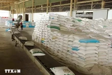 L'Afrique est un marché très prometteur pour le riz vietnamien. Photo: VNA