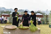 Les femmes Tày choisissent le jeune riz gluant pour fabriquer le côm. Photo: VNA