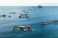 Modèle de cages d'élevage de homards des pêcheurs du district de Ninh Hai, province de Ninh Thuan. (Photo : VNA)