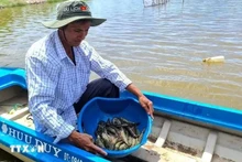 La zone de de culture riz-crevettes du district de Thoi Binh, province de Ca Mau, reçoit la certification de Bonnes pratiques agricoles (BAP) de la Global Aquaculture Alliance. Photo : VNA.
