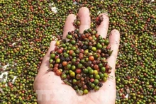 Rien qu'en novembre, le Vietnam a expédié à l'étranger 15 948 tonnes de poivre de tous types, d'une valeur de 106,5 millions de dollars. (Photo : VNA)