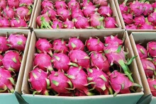 Le Vietnam exporte pour la première fois des fruits du dragon à chair rouge et jaune vers le marché saoudien. Photo : congthuong.vn