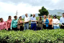 Une délégation de l'ambassade du Canada au Vietnam visite le modèle de production de thé Dông Phuong My Nhân sur la colline de thé dans la commune de Ban Bo, district de Tam Duong, province de Lai Châu. Photo : VNA.