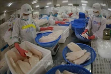 Le Vietnam vise deux milliards de dollars d'exportations de pangasius en 2024. Photo : VNA.