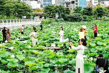 Hanoï, l'une des zones de culture du lotus les plus célèbres du Vietnam. Photo : VNA.