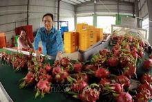 Les fruits du dragon vietnamiens ont été exportés vers la Chine via les canaux officiels. (Photo : VNA)