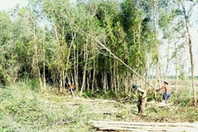 Des ouvriers de la SARL U Minh Ha à l’œuvre dans une forêt de plantation. Photo : nhandan.vn 