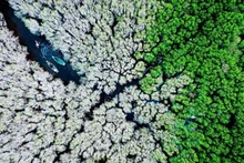 La forêt d'arbres lumnitzera racemosa Bàu Cá Cái en automne. Photo: Alex Cao