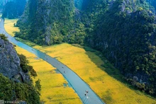 Saison du riz doré le long de la rivière Ngo Dong à Tam Coc, dans la province de Ninh Binh, au nord du Vietnam. Photo : VnExpress. 