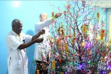 Des médecins à l'Hôpital d'amitié Vietnam - Cuba de Dong Hoi décorent un pêcher à l'occasion du Nouvel An lunaire. Photo : VNA.