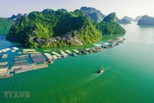 L'élevage de poissons en cage dans la baie de Gia Luan-Cat Ba (ville de Hai Phong, au Nord-Est du Vietnam) crée un beau paysage attirant les touristes. Photo : VNA.