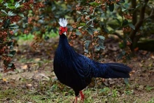 Le faisan d'Edwards. Photo : Viet Nature.
