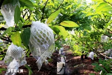 Le pommier cannelle est cultivé selon le modèle de l'application de la haute technologie jusqu'au moment de la récolte à Tay Ninh. Photo : VNA.