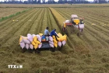 L’excédent commercial du secteur agricole de 16,5 milliards de dollarsen onze mois. Photo : VNA.