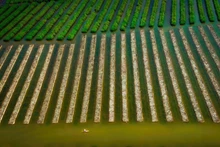 Mangrove de Bau Ca Cai avec une forêt verte mature à côté de la nouvelle couche d'arbres que les gens plantent. Photo : Alex Cao. 