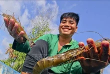 Crevettes d'élevage de haute qualité au hameau 6, commune de Luong Nghia (district de Long My, province de Hau Giang). Photo : VNA. 