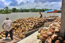 Le Vietnam et les Philippines disposent d’un grand potentiel pour promouvoir leur coopération dans le développement de l'industrie du cocotier. Photo: congthuong.vn.