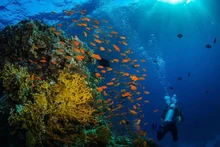 Plongée sous-marine à Phu Quôc. Le Vietnam fait des vagues sur le radar des voyageurs et est vraiment la destination idéale pour une bonne plongée sous-marine. Photo : vietnamparadisetravel.com 