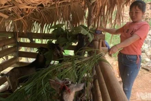 À Hà Giang, le projet AWEEV a contribué à améliorer le niveau de vie des femmes rurales démunies, en particulier des femmes ethniques. Photo: NDEL.