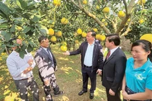 Le secrétaire du Comité provincial du Parti communiste du Vietnam de Hoa Binh, Nguyên Phi Long (3e à droite), visite un jardin de pamplemousses du district de Yên Thuy. Photo : NDEL.