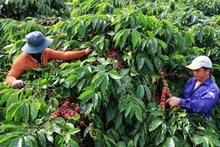 L’augmentation des prix à l’exportation du café est due à l’inquiétude concernant la pénurie d’approvisionnement en café. Photo : NDEL