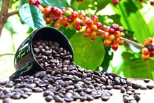 Le Vietnam est le deuxième exportateur de café au monde, derrière le Brésil, et le plus grand exportateur de café Robusta. Photo: taichinhdoanhnghiep.
