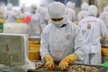 La transformation des produits aquatiques pour l'exportation dans la compagnie Cafatex de la province de Hâu Giang (au Sud). Photo : Trân Quôc/NDEL.