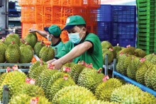 Le durian est l'un des produits d'exportation phares du Vietnam. Photo : Dao Ngoc Thach.