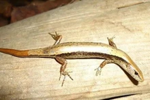 Espèce de lézard baptisée Scincella truongi Pham. Photo : VNA. 