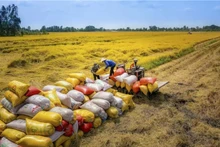 Cette année, le Vietnam occupe le troisième rang mondial en termes d’exportation de riz, juste après l'Inde et la Thaïlande. Photo : congthuong.vn
