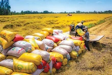 Le Vietnam exportera plus de 7,6 millions de tonnes de riz cette année. Photo: baodautu.