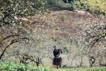La beauté naturelle du plateau de Môc Châu, dans la province de Son La, attire les visiteurs tout au long des quatre saisons de l'année. Photo : VNA.