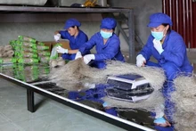Les vermicelles de Con Minh sont aujourd'hui un produit phare de la province de Bac Kan, qui sont omniprésents tant sur le marché vietnamien que sur les marchés étrangers, dont les pays européens. Photo : NDEL