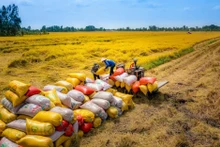 En 2024, le chiffre d'affaires des échanges commerciaux entre le Vietnam et l'Indonésie a atteint 16,7 milliards de dollars, soit le niveau le plus élevé jamais enregistré. Photo : congthuong.vn