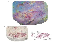 Une peinture dans une grotte indonésienne. Photo : Griffith University/Nature.