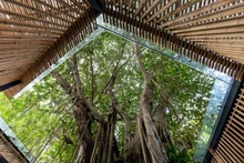 L'ancien banian du Musée d'Ethnologie est également devenu une partie de l'espace Truc Lam. Photo : Musée d'ethnologie du Vietnam.